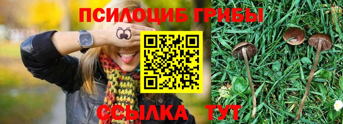 как найти закладки  Вход с VPN  Знаменск  Псилоцибиновые грибы мицелий  Галлюциногенные грибы прущие грибы 